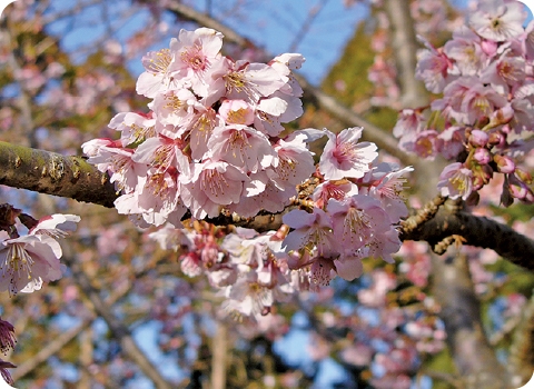 熱海寒桜｜アタミカンザクラ