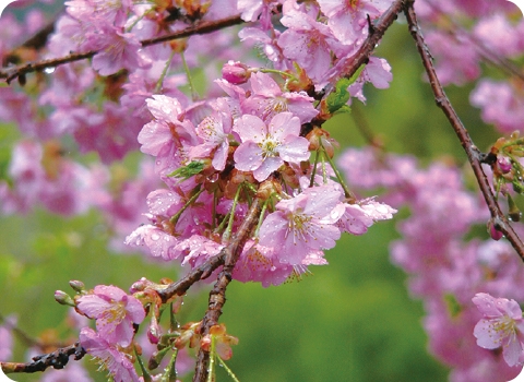 河津桜｜カワヅザクラ