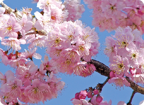 椿寒桜｜ツバキカンザクラ