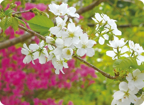 大島桜｜オオシマザクラ