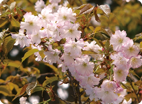 夙川舞桜｜シュクガワマイザクラ