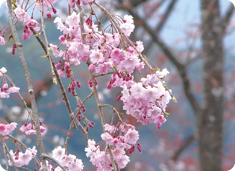 八重紅枝垂｜ヤエベニシダレ