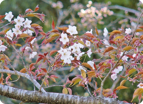 山桜｜ヤマザクラ