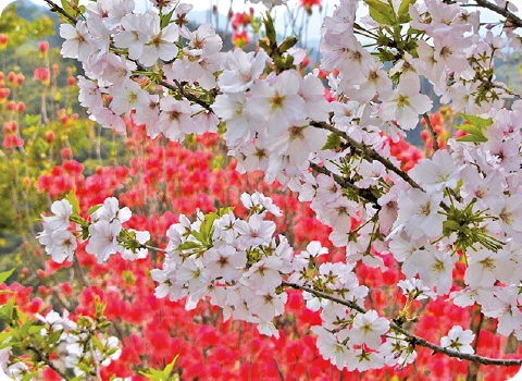 御殿場桜｜ゴテンバザクラ