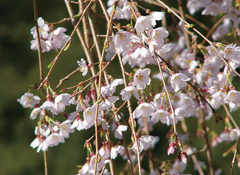 枝垂桜｜シダレザクラ