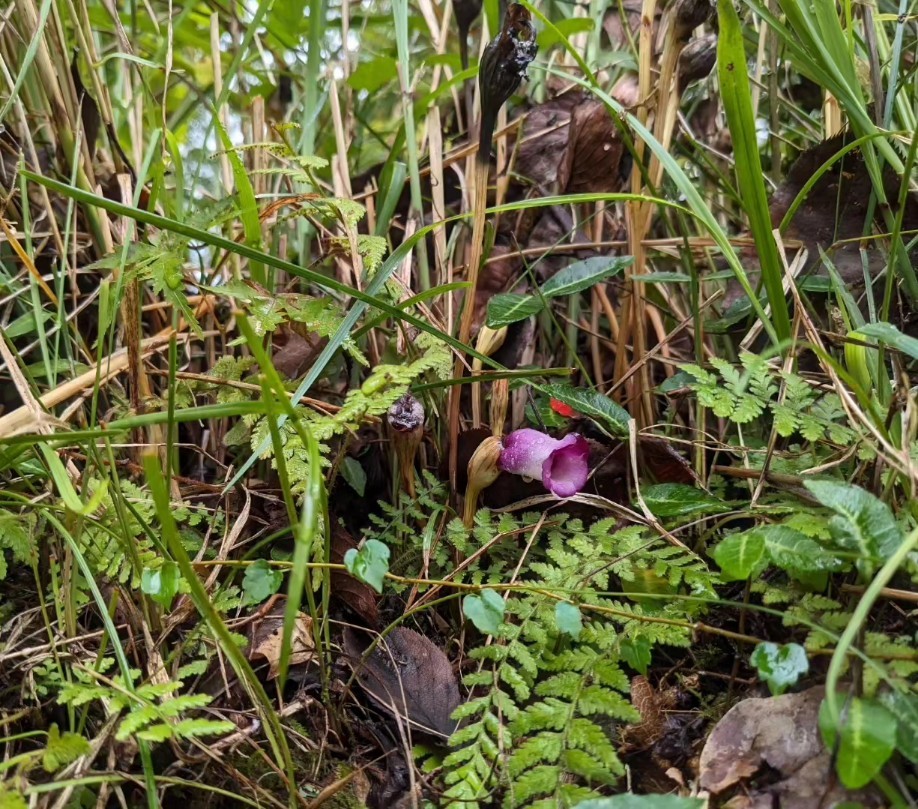 ナンバンギセル