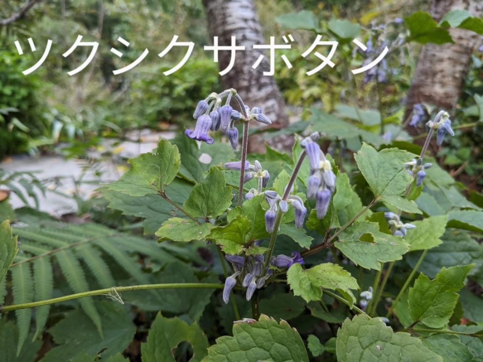 ツクシクサボタン
