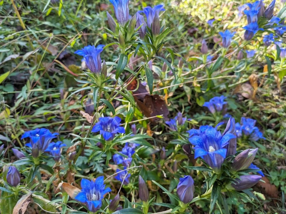 リンドウ