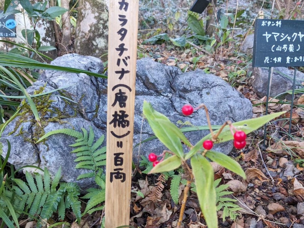 カラタチバナ(百両)