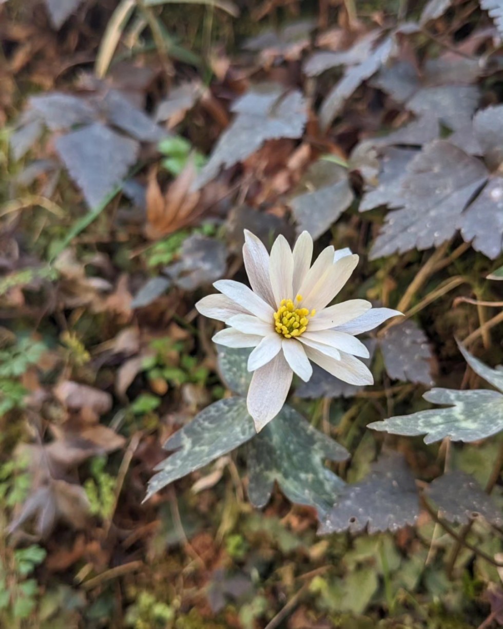 ユキワリイチゲ