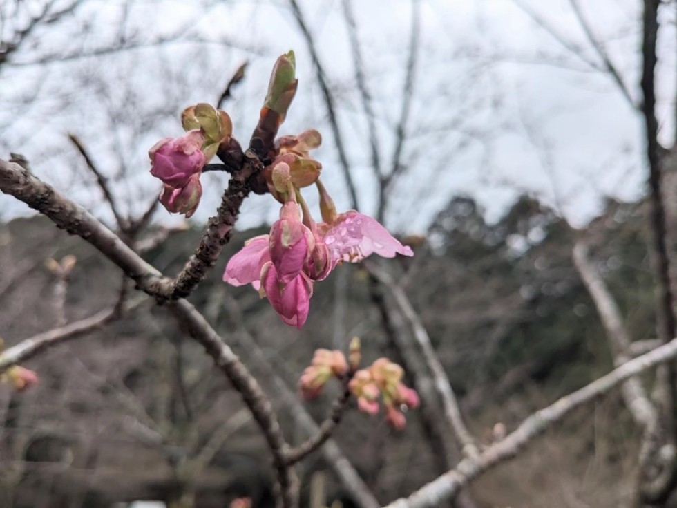 カワヅザクラ