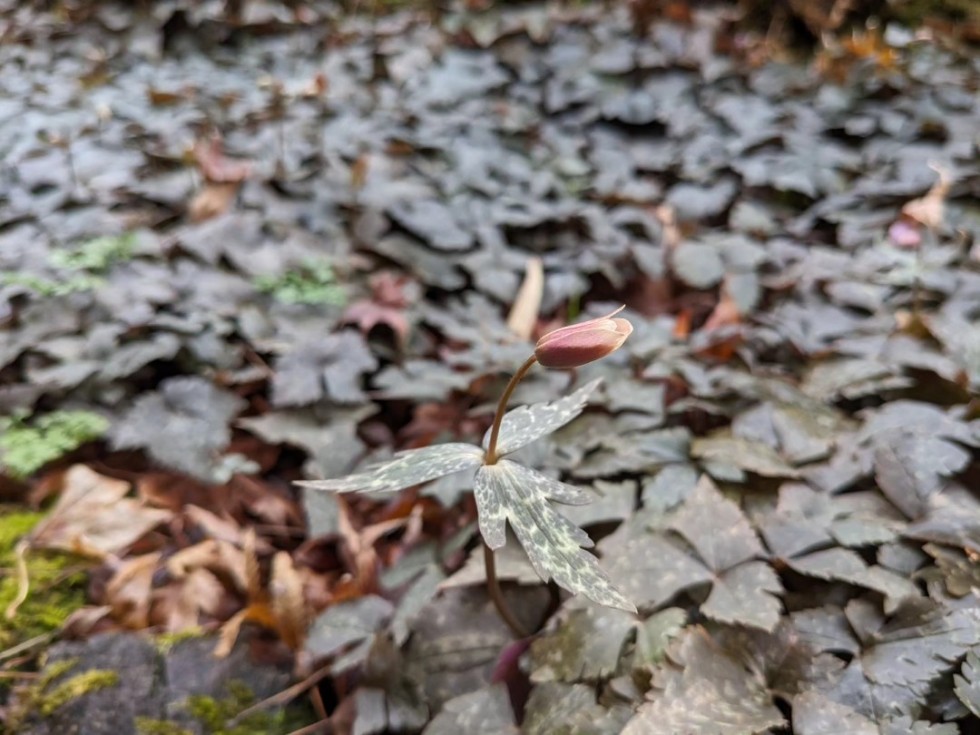ユキワリイチゲ