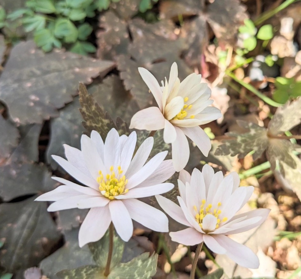 ユキワリイチゲ