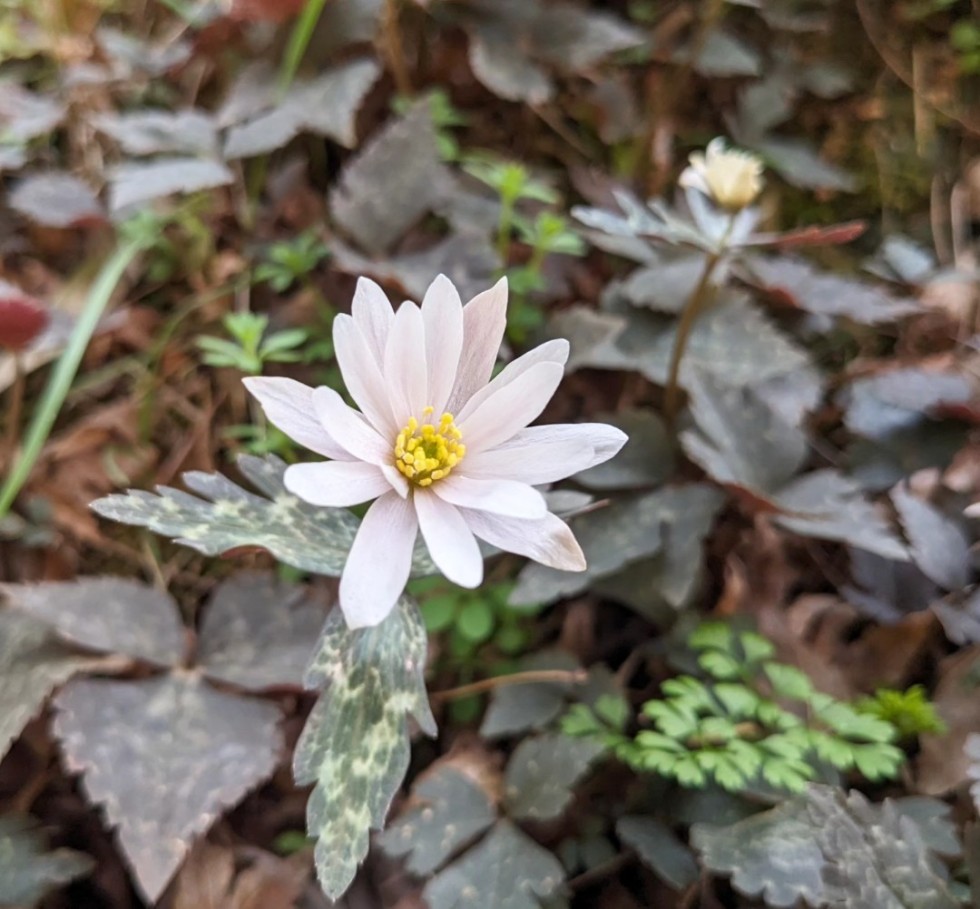 ユキワリイチゲ