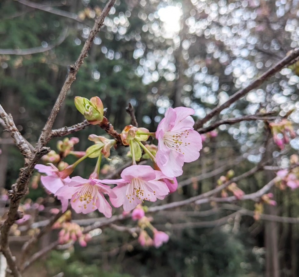 カワヅザクラ