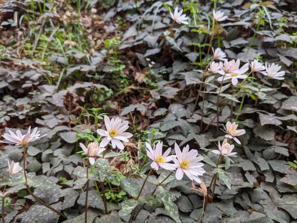 ユキワリイチゲ