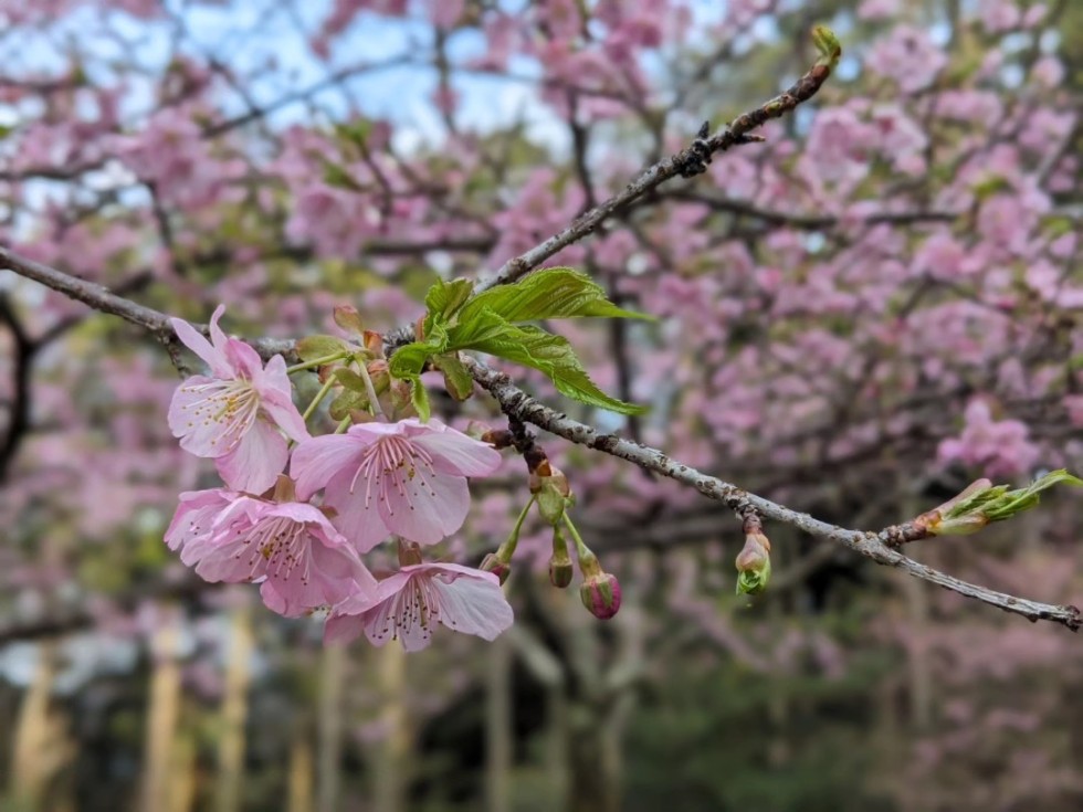 カワヅザクラ