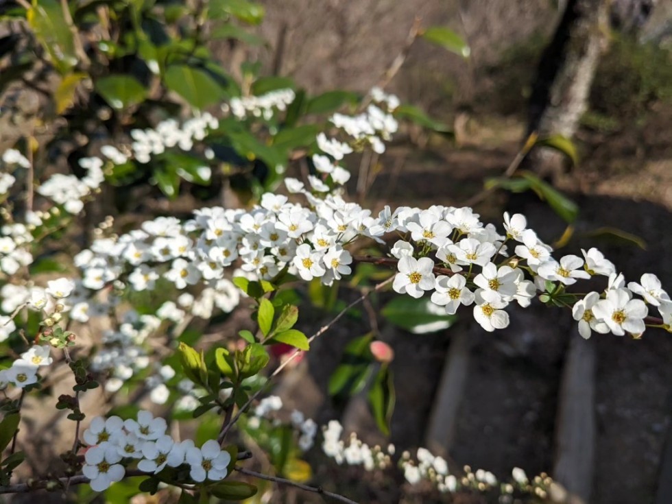 ユキヤナギ