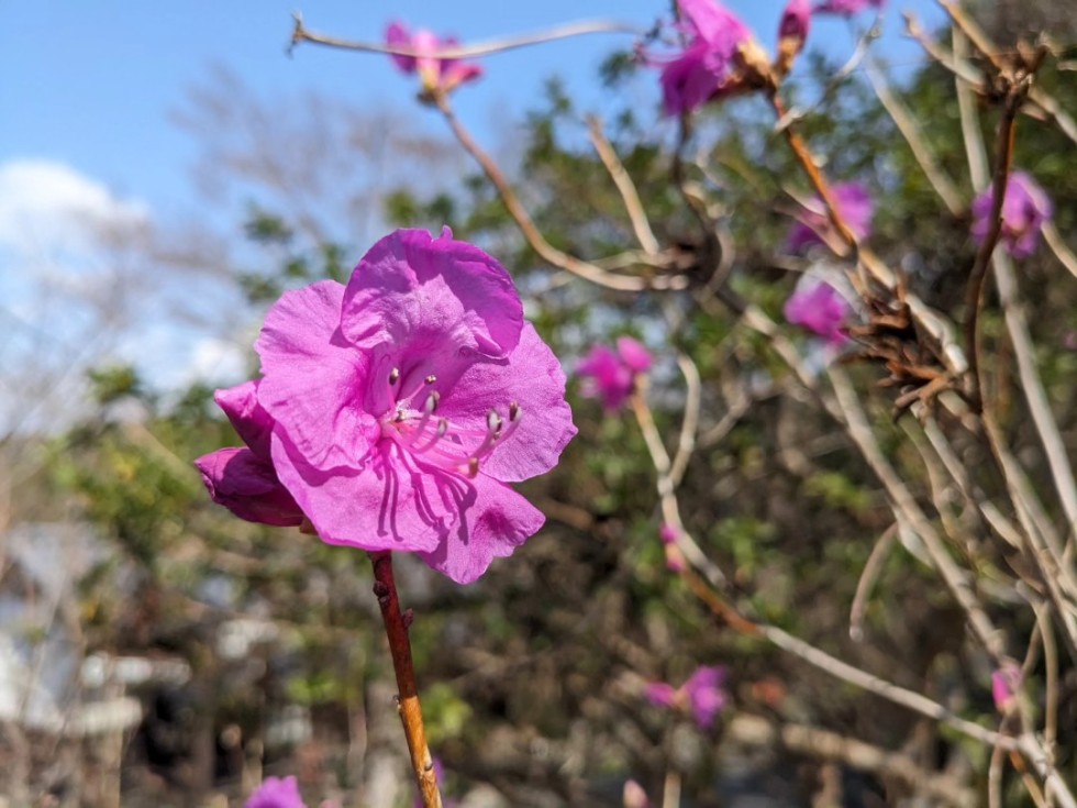ゲンカイツツジ