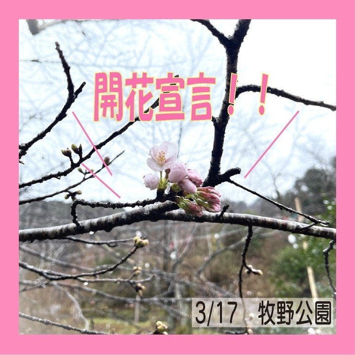 牧野公園🌸開花宣言🌸