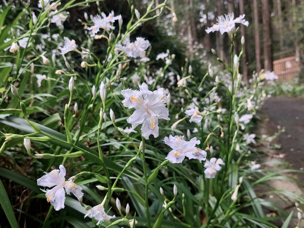 シャガ