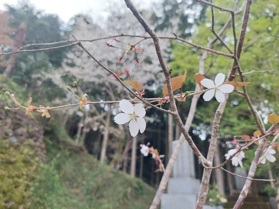 ワカキノサクラ