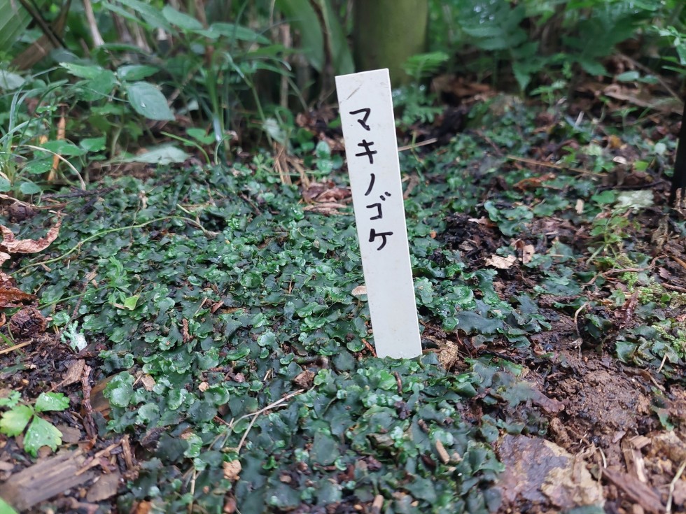 マキノゴケ