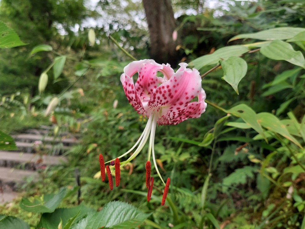 タキユリ