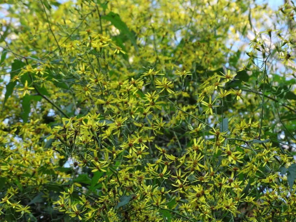タイキンギク