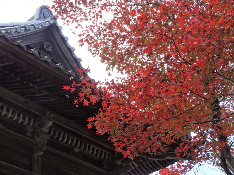 紅葉