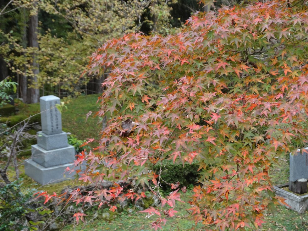 紅葉