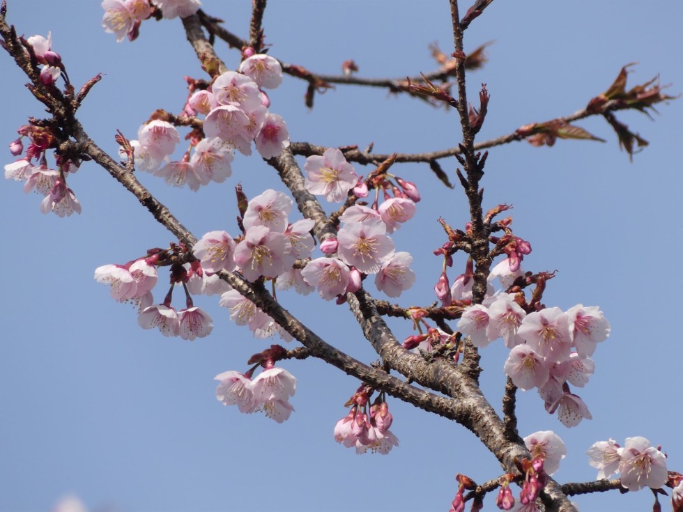熱海寒桜