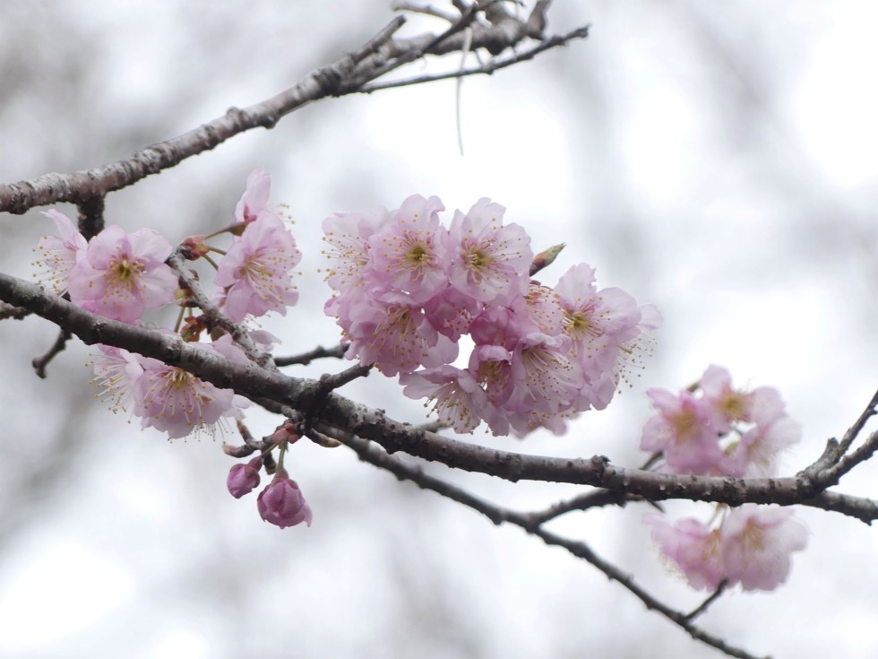 椿寒桜