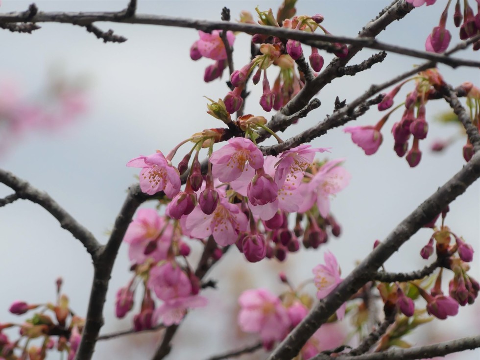 河津桜