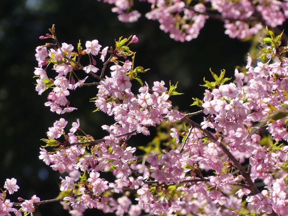 河津桜