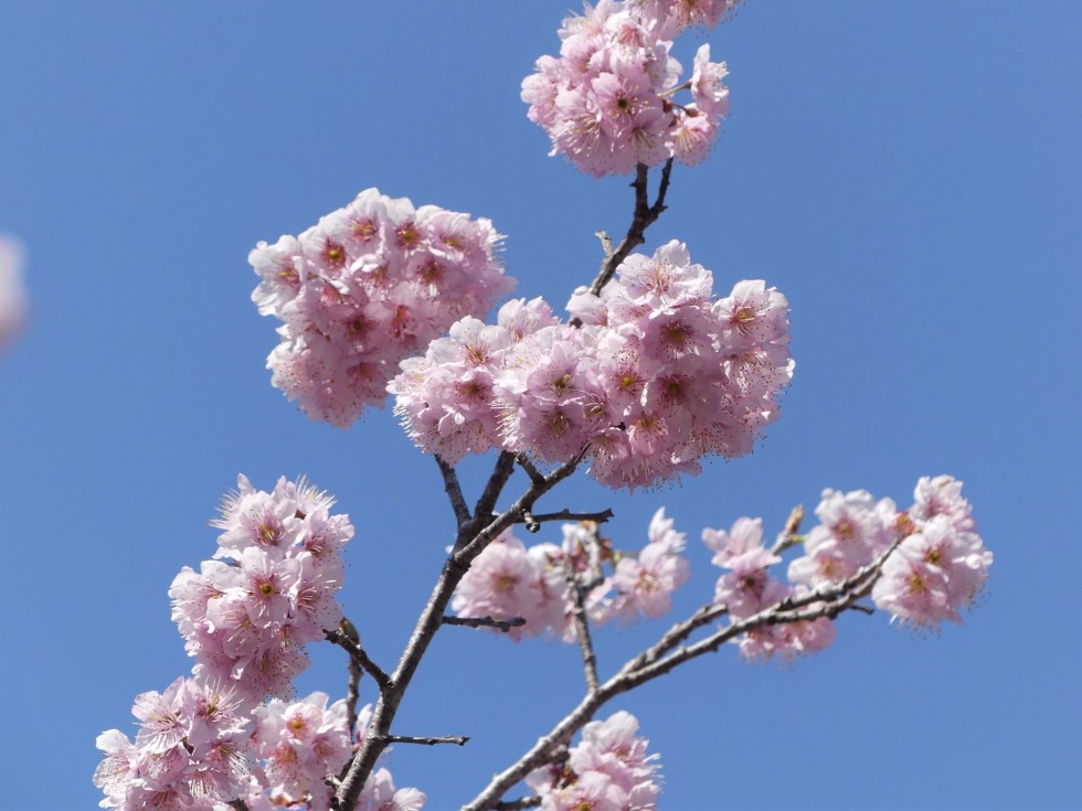 椿寒桜