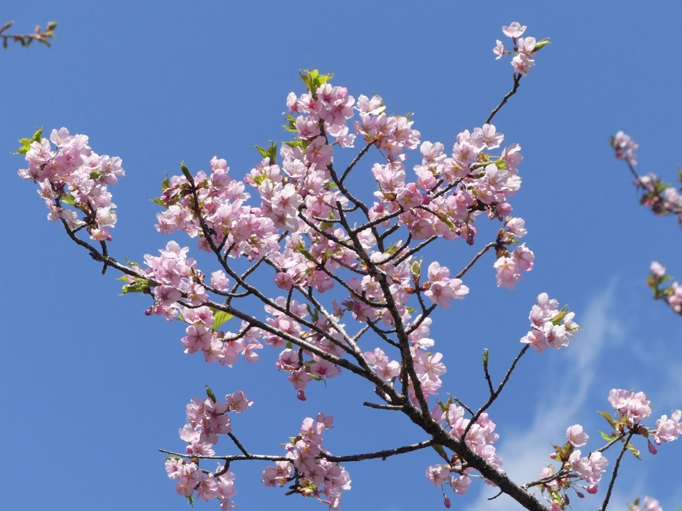 修善寺寒桜