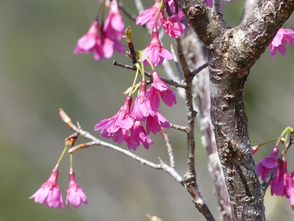 寒緋桜