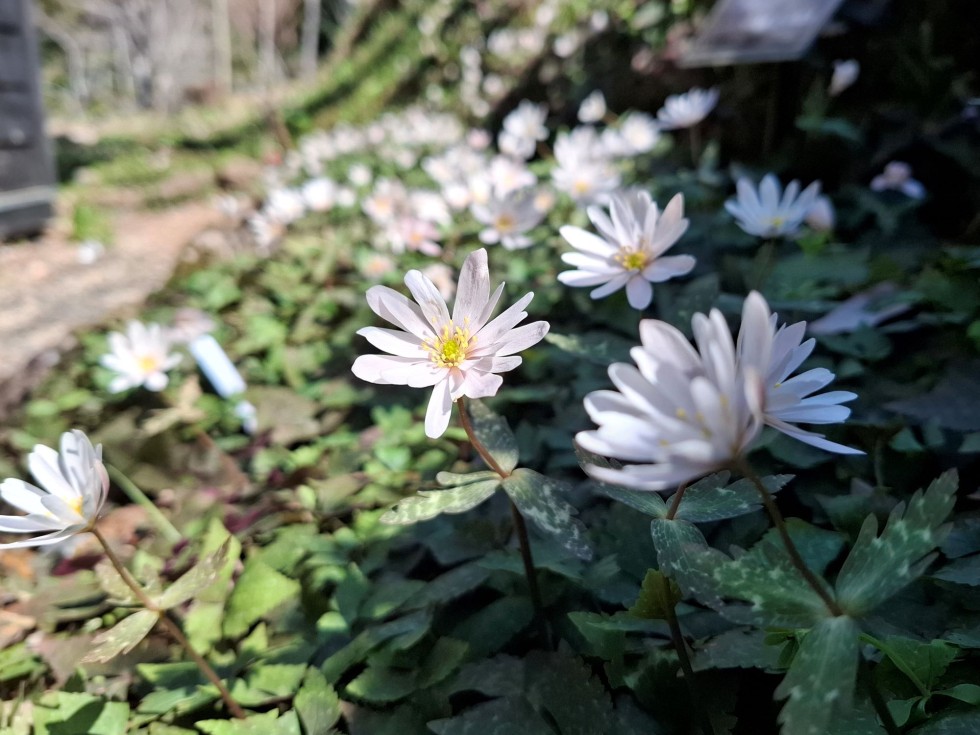 ユキワリイチゲ