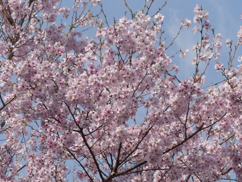 コヒガンザクラ