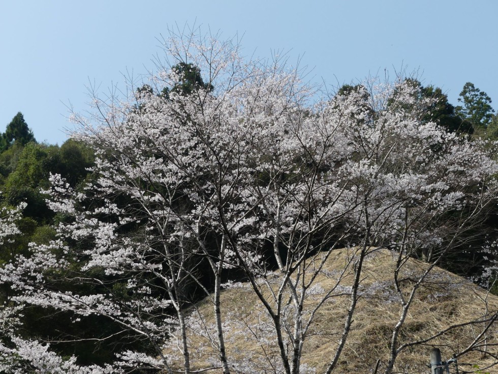 ウスズミザクラ