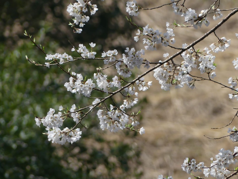 ウスズミザクラ