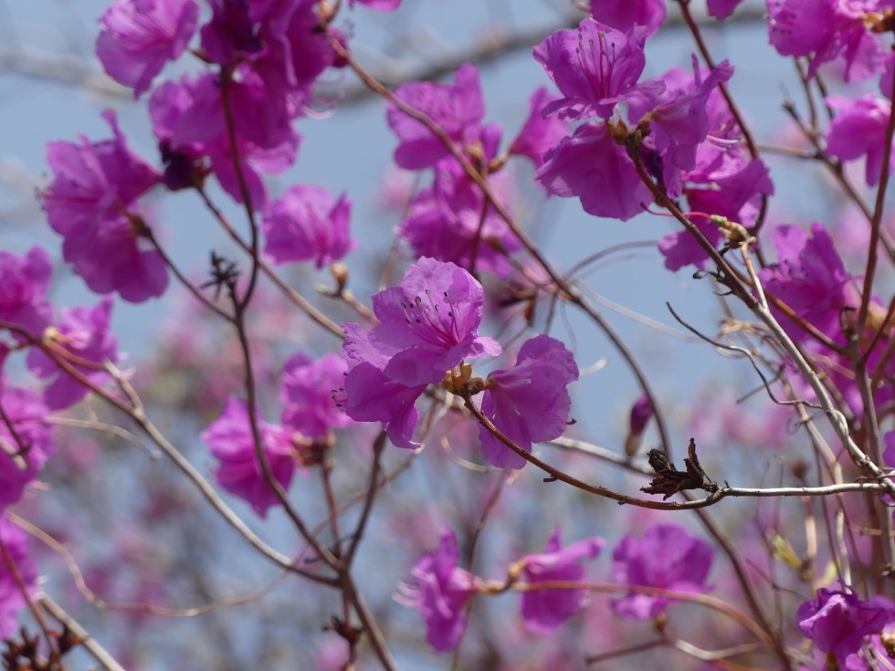 ゲンカイツツジ