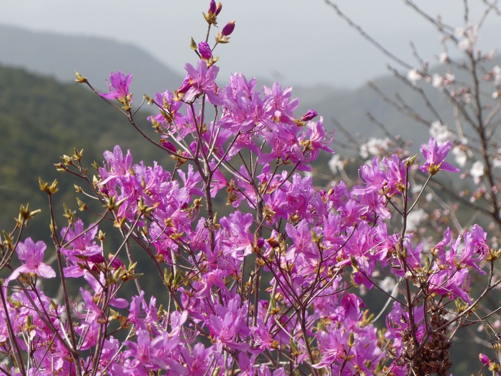 コバノミツバツツジ