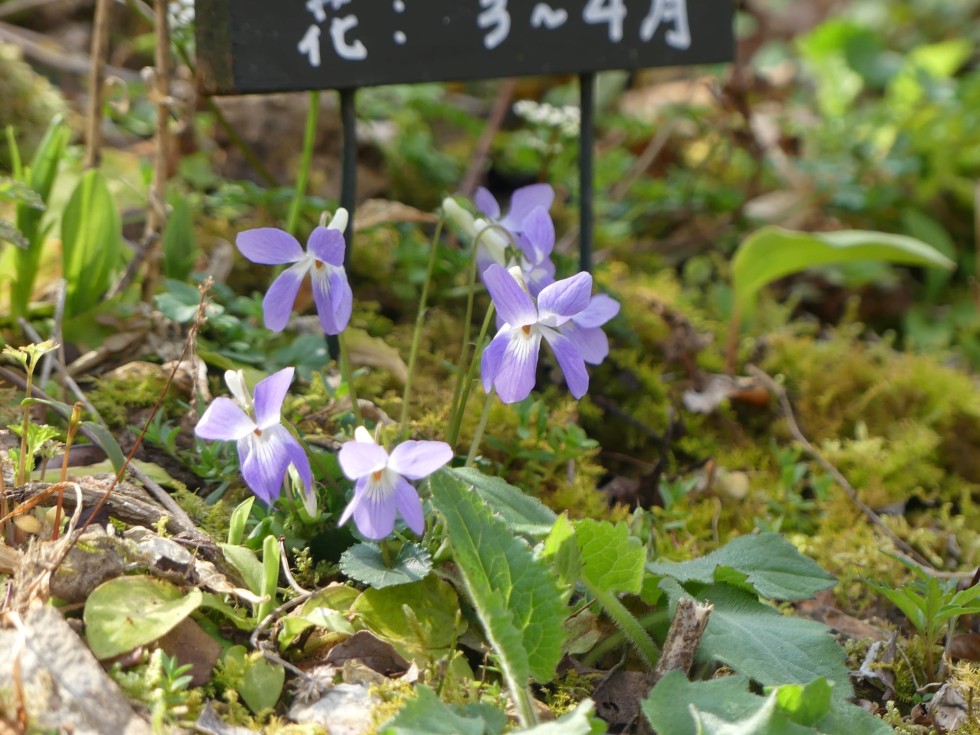 タチツボスミレ
