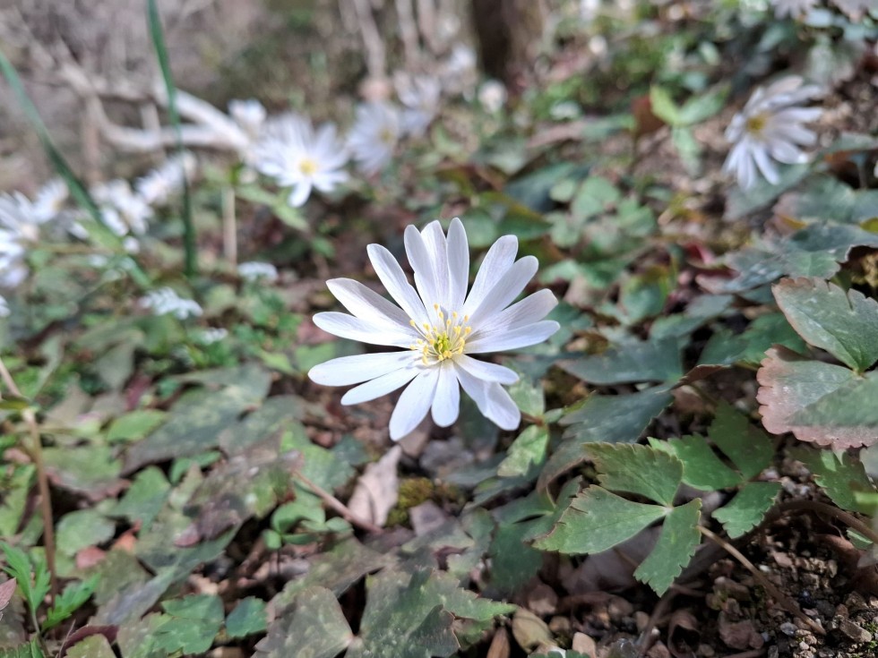 ユキワリイチゲ