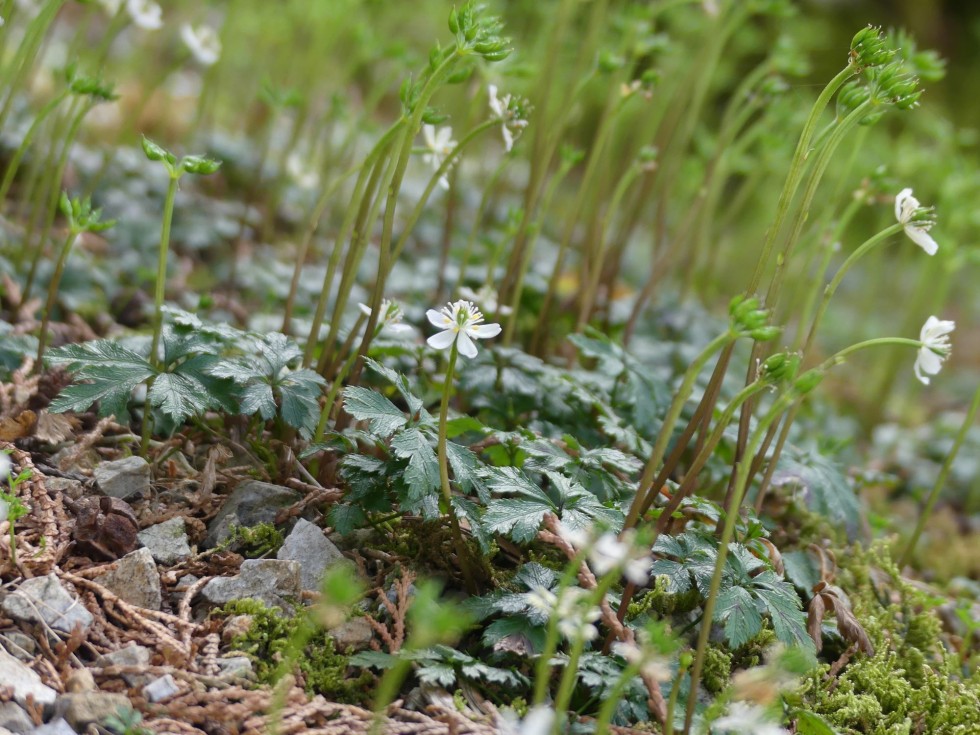 バイカオウレン