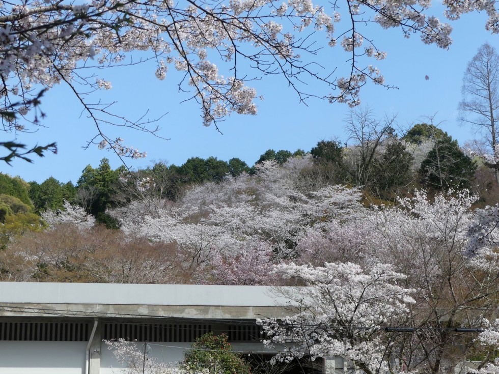 牧野公園