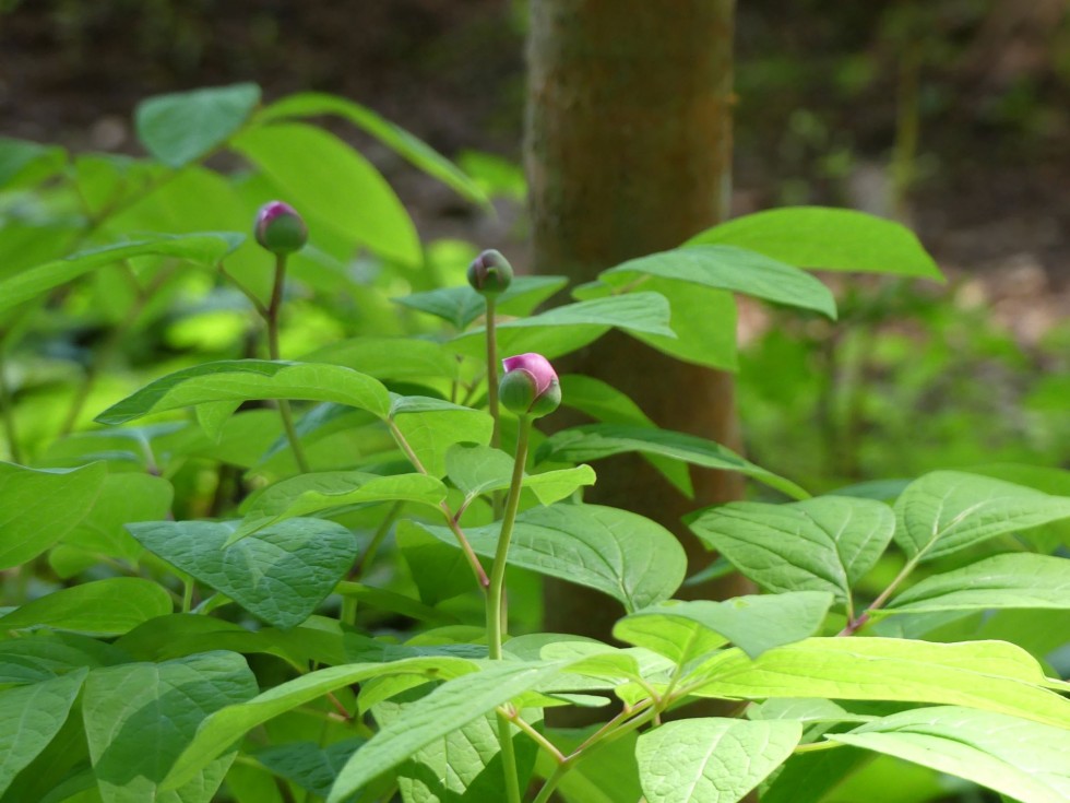 今週の牧野公園の植物たち♪
