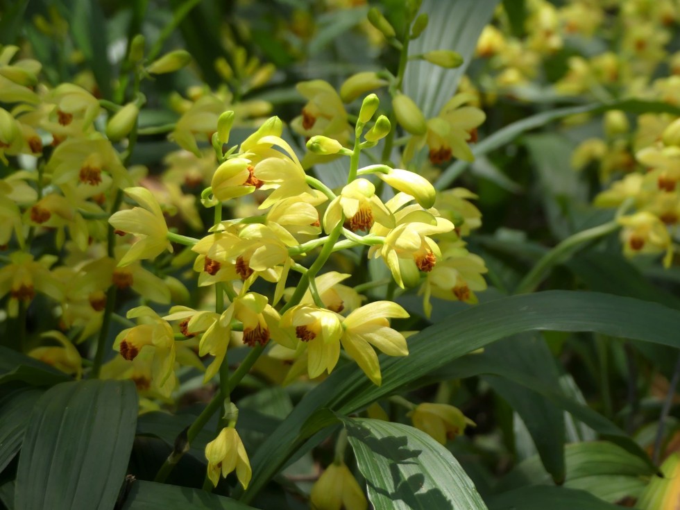 今週の牧野公園の植物たち♪